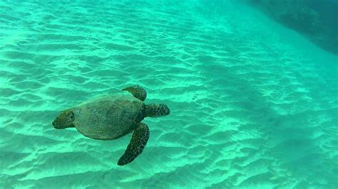 Hapuna Beach, Hawaii: Snorkeling with Turtles - YouTube