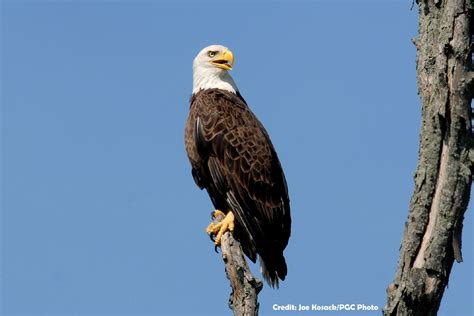 Bald eagles thriving throughout pennsylvania – Artofit