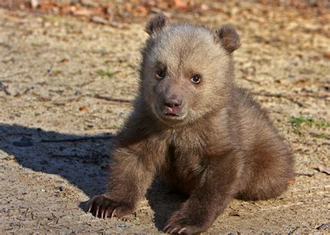 So Cute - Baby Grizzly | It is hard to believe that this cut… | Flickr