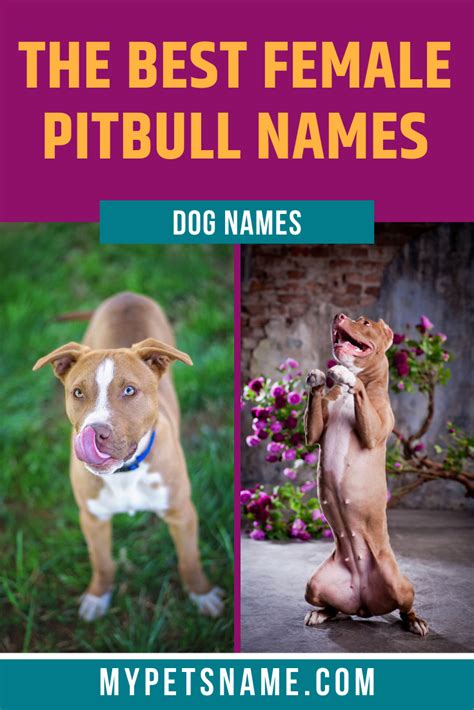 Best Female Pitbull Names | Female pitbull, Female pitbull names, Pitbulls