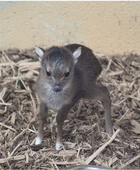 Chattanooga Zoo announces birth of first baby blue duiker | Chattanooga Times Free Press