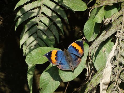 The Dead Leaf Butterfly - Camouflage King of the Asian Tropics