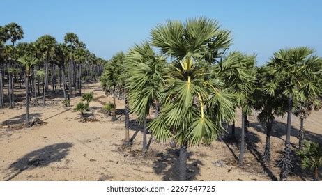 5,621 Toddy Tree Images, Stock Photos & Vectors | Shutterstock