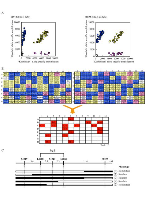 An example of multi-sample SNP genotyping. To demonstrate multi-sample ...