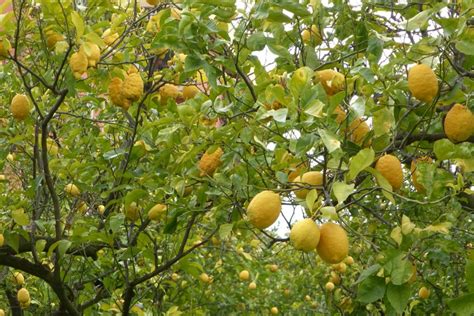 Sorrento lemon I.G.P. | Flick on Food