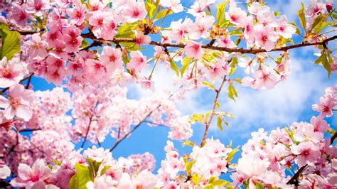 Wallpaper Cherry Blossom, Branches, Sakura, Tree, Spring - Resolution:1920x1200 - Wallpx