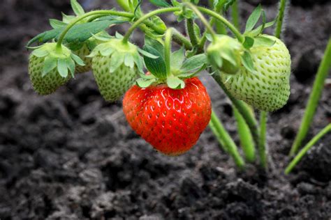 Erdbeeren pflanzen: Erdbeeren aus dem eigenen Garten - Plantura