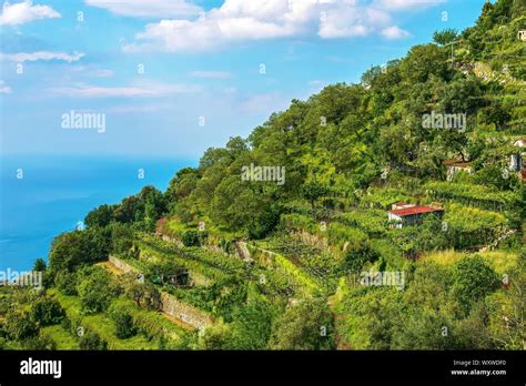 Vineyards on hillside by sea hi-res stock photography and images - Alamy