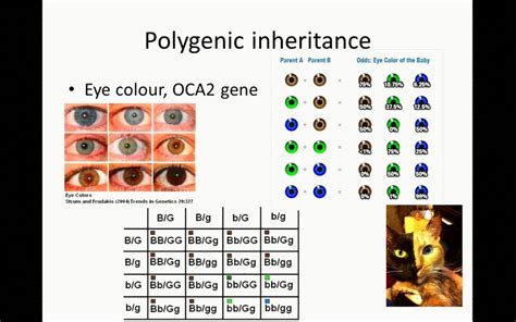 Ppt - Understanding Genetics Of Human Eye Color Powerpoint Presentation 296