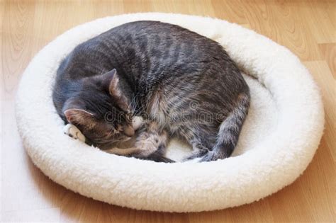 Pet Cat Sleeping in Cat Bed Curled Up in a Ball Stock Photo - Image of cozy, cute: 117567744