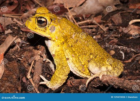 Male of Yellow Toad Incilius Luetkenii Stock Photo - Image of skin ...