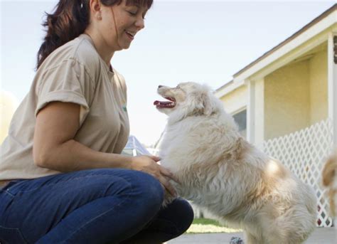 4 Critical Dog Training Cues That Could Save Your Dog’s Life | PetMD