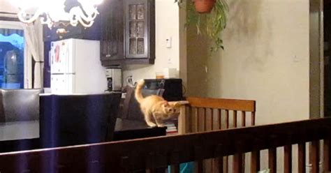 Collection of cat jumping FAIL moments! - CBS News