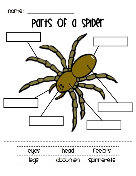 Parts of a Spider.pdf - Google Drive | Charlotte's web book, Parts of a ...