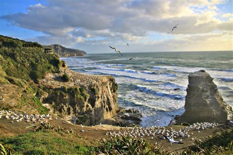 Birdwatching at Muriwai Gannet Colony