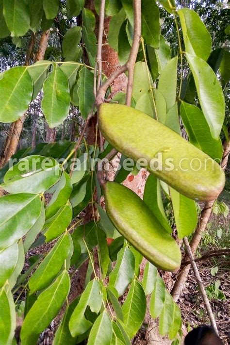 Afzelia xylocarpa – Makha Tree – Buy seeds at rarepalmseeds.com