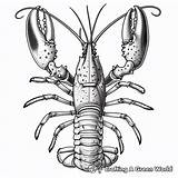 Lobster Coloring Pages  Free & Printable sketch template