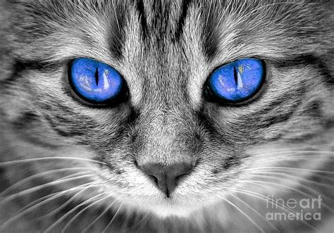 Blue Eyes Gray Cat Photograph by Stefan Banica