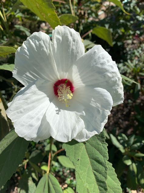 50 Hardy White Perennial Hibiscus Seeds Organically Grown, Self-seeding ...