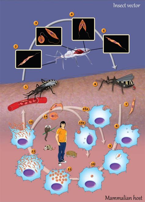 Schematic illustration of T. cruzi life cycle. (1) During the blood... | Download Scientific Diagram