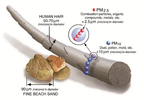 Size comparison of particulate matter with diameters 2.5 -microns and ...