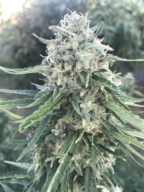 Blueberry from Seedsman | strains.io | cannabis marijuana strain info