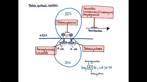 Brandl's Basics: Protein synthesis inhibitors 1 - Mechanism of action - YouTube