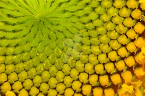 Fibonacci Sunflower by DesignKReations on DeviantArt