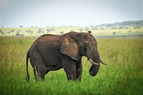 Uganda Wildlife Safari Guide & Trip Plan - AfricanMecca Safaris