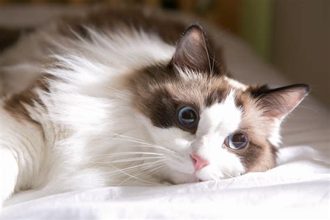 Persian Ragdoll Mix Cat - 12 Traits Of This Unique Cat Breed