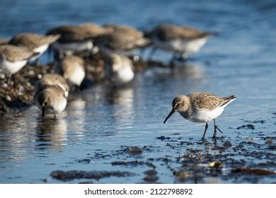 4,098 Dunlin Bird Images, Stock Photos & Vectors | Shutterstock