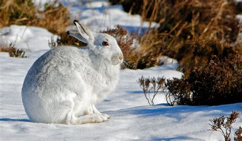 Mountain hare Scotland | Canon 70D Sigma 150/500mm Lens | Flickr