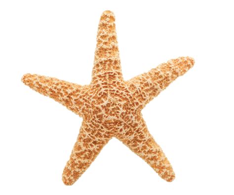 Starfish Free content Clip art - starfish png download - 690*576 - Free Transparent Starfish png ...