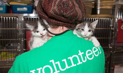 Volunteer - PAWS