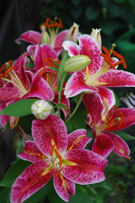 Stargazer lily for a vibrant garden 🌟 💐 Uncover the secrets to growing these stunning flowers!