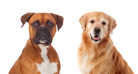 Golden Retriever Boxer Mix - A Winning Combination?