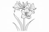 Amaryllis Flower Coloring Page Graphic By Forhadx5 · Creative Fabrica sketch template