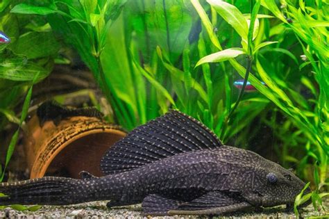 Black catfish in the aquarium free image download