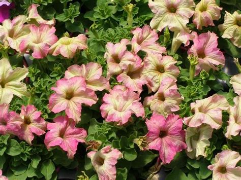 New Petunia Colors - Parks Wholesale Plants