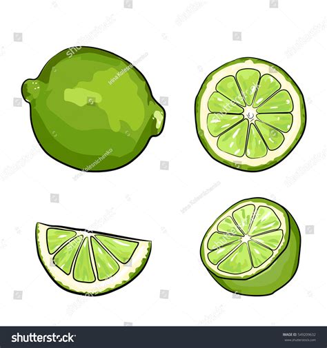 Limes Sketch Style Vector Illustration Isolated Stock Vector (Royalty Free) 549209632 | Shutterstock