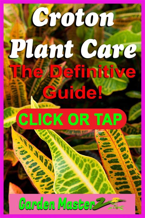 The Definitive Guide To Croton Plant Care | Croton plant care, Gardening for beginners ...