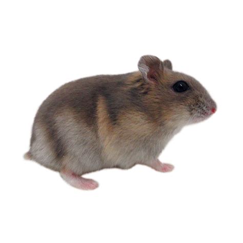 Hamsters for Sale: Dwarf Djungarian Hamsters for Sale | Petco