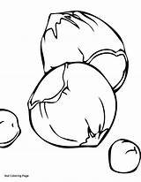 Free Coloring Pages Of The Nut Picture With Nut Coloring Page  Cute sketch template