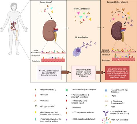 Frontiers | Antigen and Cell-Based Assays for the Detection of Non-HLA ...