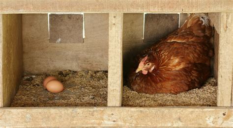 Chicken Nesting Boxes: Everything To Know and DIY Ideas