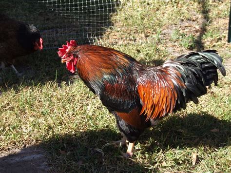 Barnevelder Rooster | Meet "Kellog", our Barnevelder Rooster… | Sanford Cochins | Flickr