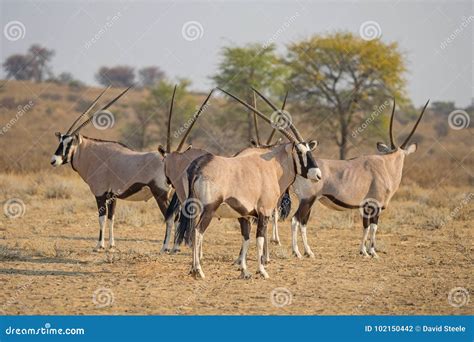 Gemsbok Herd stock photo. Image of botswana, safari - 102150442