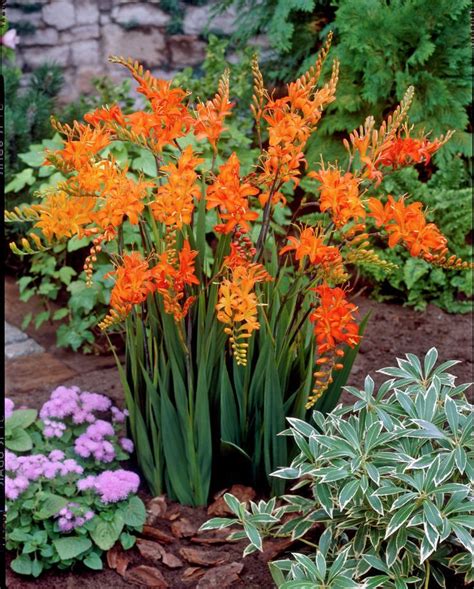 Crocosmia Masoniorum -These are very easy to grow. The orange flowers ...