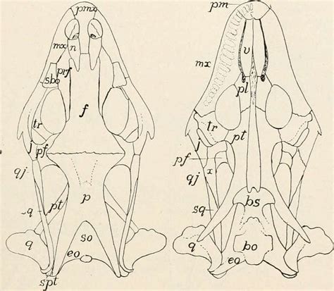 Comparative anatomy of vertebrates (1912) (20048553473) - PICRYL Public Domain Search