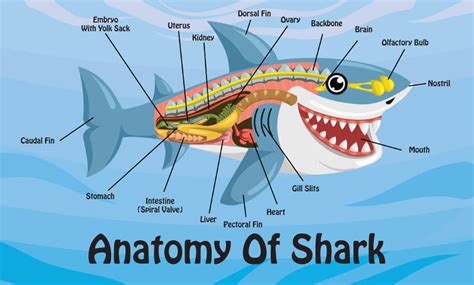 Do Sharks Have Bones? Surprising Answers & More Information Inside